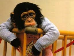 macaco triste