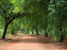 caminho arborizado